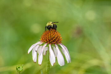 American Bumble Bee - Bombus pensylvanicus