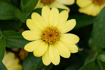 yellow zinnia flower in the garden