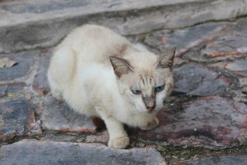 Naklejka na ściany i meble cat on the stone floor