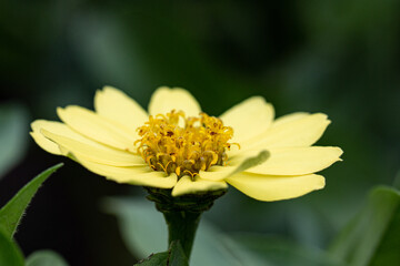 yellow zinnia