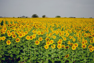 sunflowers in summer for background