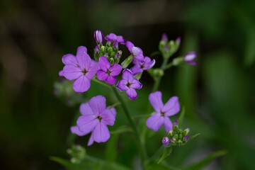 purple dane's rocket flowers