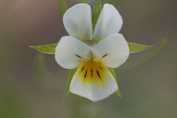 Fototapeta na wymiar Field pansy flower macro