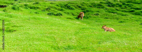 阿蘇山への道 大草原に広がる美しい動物 大自然の初夏をパノラマ撮影 日本 Road To Mount Aso Beautiful Animals Spread In The Prairie Panoramic Shot Of Early Summer In Nature Japan Wall Mural Korokichikun