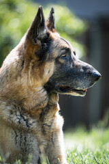 Senior German Shepherd Dog headshot against blurry green background.  Portrait of beautiful old dog with white muzzle.