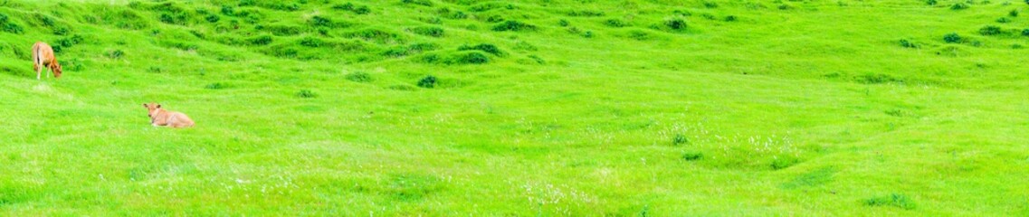 Fototapeta na wymiar 阿蘇山への道 大草原に広がる美しい動物 大自然の初夏をパノラマ撮影 日本 Road to Mount Aso Beautiful animals spread in the prairie Panoramic shot of early summer in nature Japan