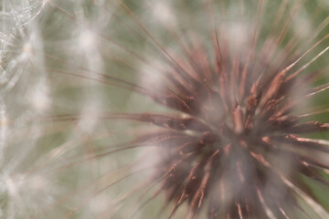 dandelion seed head macro