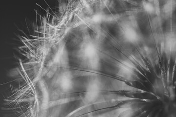 dandelion seeds in black and white