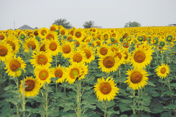 sunflowers in summer for background