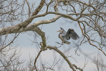 Heron coming in for a landing.