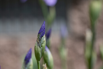 purple iris buds