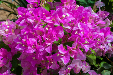 Bougainvillea flower