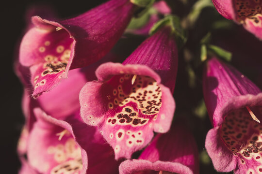 foxglove flower macro