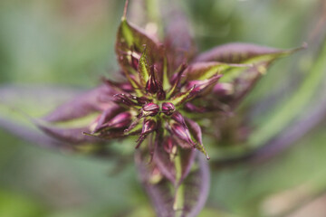 close up of a flower