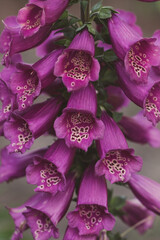 Fototapeta na wymiar foxglove flowers in June