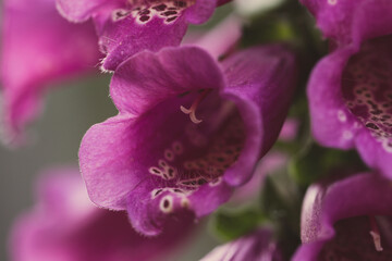 Fototapeta na wymiar foxglove flower macro