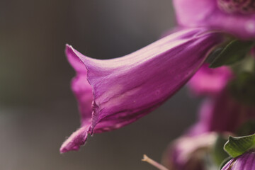 side view of foxglove flower