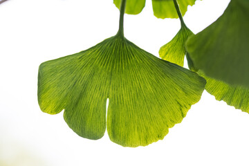 Ginkgo leaf close up