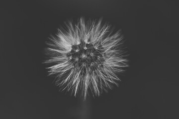 seed head in black & white