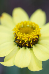 yellow zinnia flower macro