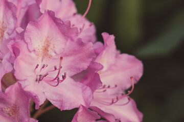 close up of catawba rosebay flower