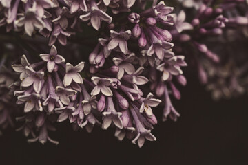 lilac branch on black background