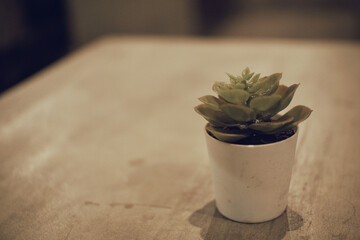 Close up of small plant on a white pot with wooden desk background.