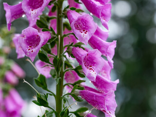 foxglove