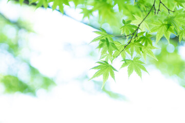 新緑のもみじ