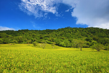 Daylily flowers and buds blooming on the hill,beautiful scenery of orange hemerocallis flowers and sky cloud