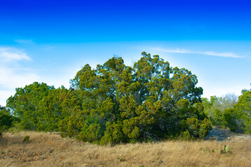 Obraz premium tree in the field