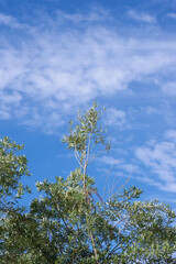 Low angle view of a blue evening sky with vivid cloud formations seen through the branches of an olive tree in Northern Central California