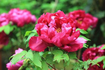 Fototapeta premium Red Peony flowers,beautiful red peony flowers blooming in the garden in spring,close-up