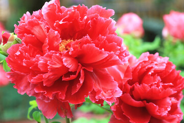 Red Peony flowers,beautiful red peony flowers blooming in the garden in spring,close-up