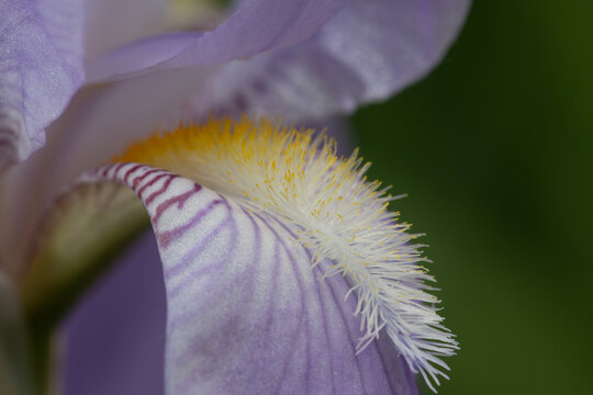Macro of iris beard