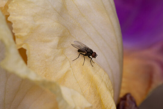 Fly on an iris