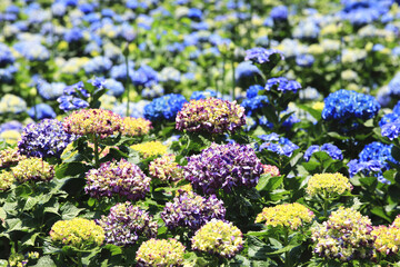 Obraz premium Hydrangea (Laurustinus) flowers field,beautiful view of yellow,blue and purple flowers blooming in the garden in summer. 