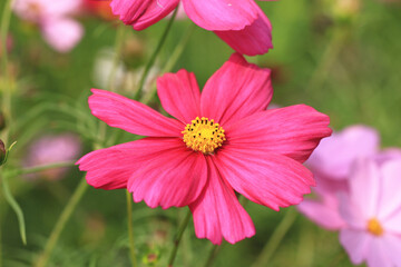 Cosmos flower close-up,red cosmos flower blooming in the garden,Cosmos Bipinnata Hort 