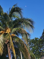 Obraz premium coconut palm tree