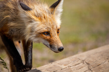 red fox portrait