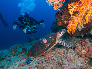 Hawksbill turtle eating corals. Camera diver bihind.