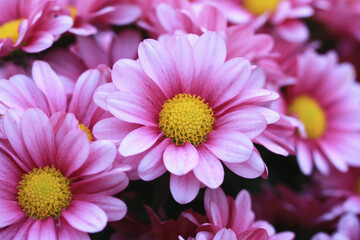 Chrysanthemum flowers close-up,beautiful purple with white flowers blooming in the garden 
