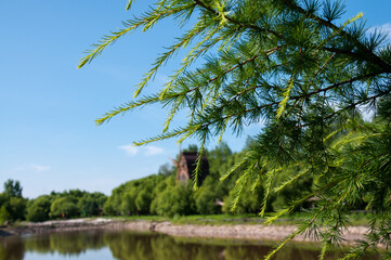 Spruce branch on the background of a summer landscape with a lake