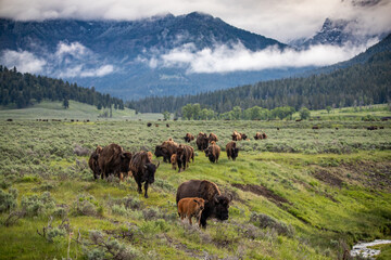 Buffalo Herd on the move