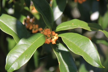 キンモクセイの、光沢があり硬い葉