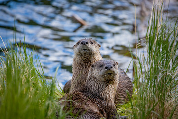 otter in the grass