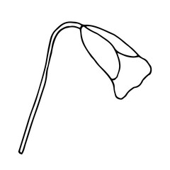 Poppies, hand-drawn illustration. Hand drawn poppy flower isolated on a white background. Hand drawn illustrations.