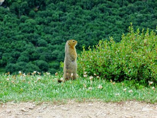 squirrel enjoying the view