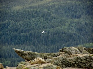 Airplane flying over trees
