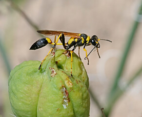 Black and Yellow Mud Dauber Wasp Sceliphron caementarium
